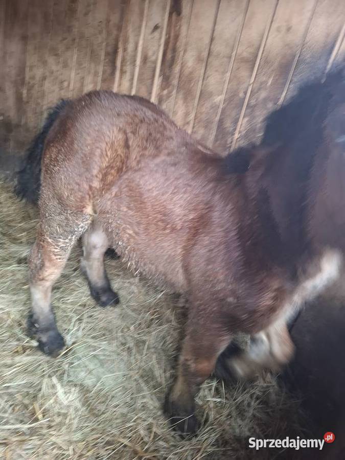 Ogierek 6 miesięcy Majdan Kozic Górnych