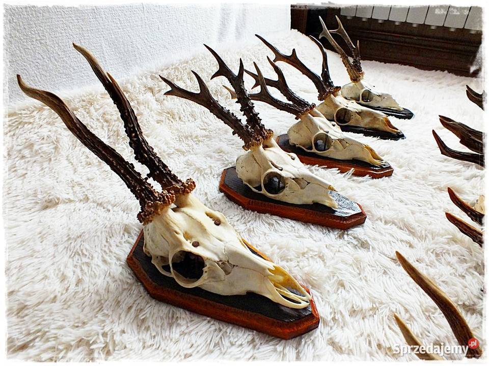 Kolekcja poroże 12 Parostki jelenia z czaszką na Żary