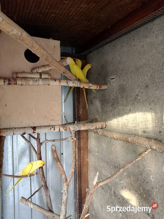 Aleksandretta obrożna lutino małopolskie Tarnów