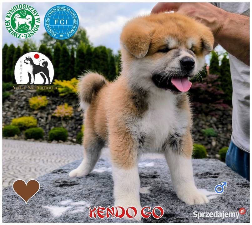 Akita Inu ZKwPFCI Grybów