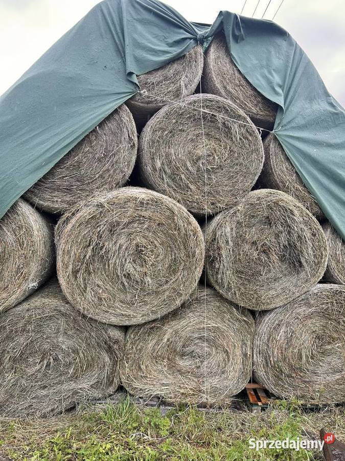 Sprzedam siano w belkach warmińsko-mazurskie Staświny