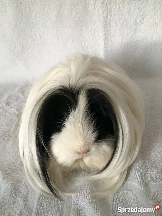 Rasowe świnki morskie sheltie Samiczki