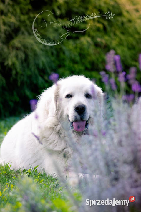 Owczarek podhalański Zabierzów