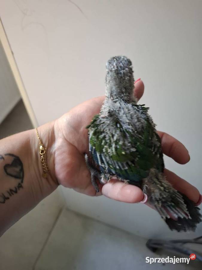 Rudosterki czerwonobrzuche i pineapple ręcznie wielkopolskie Gostyń