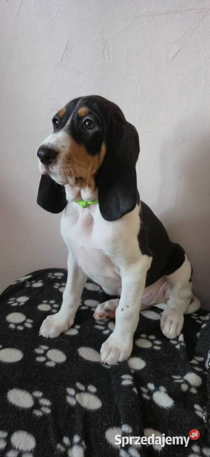 Gończy Berneński w Polsce Pozostałe Żyrardów