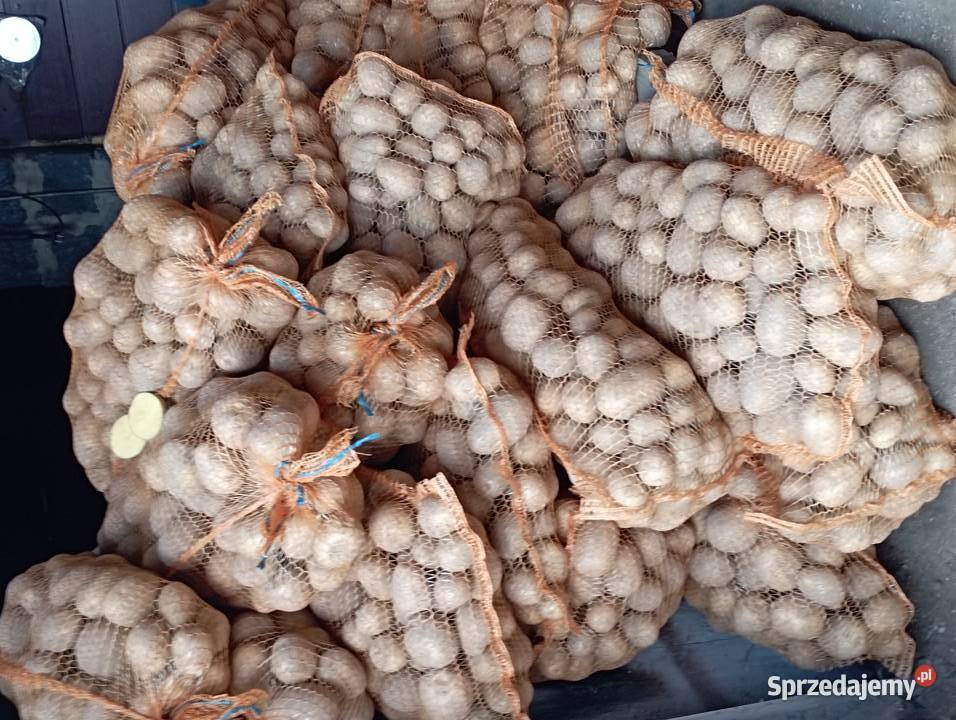 Swojskie ZIEMNIAKI Już na ZIMĘ SUPER Odm GALA