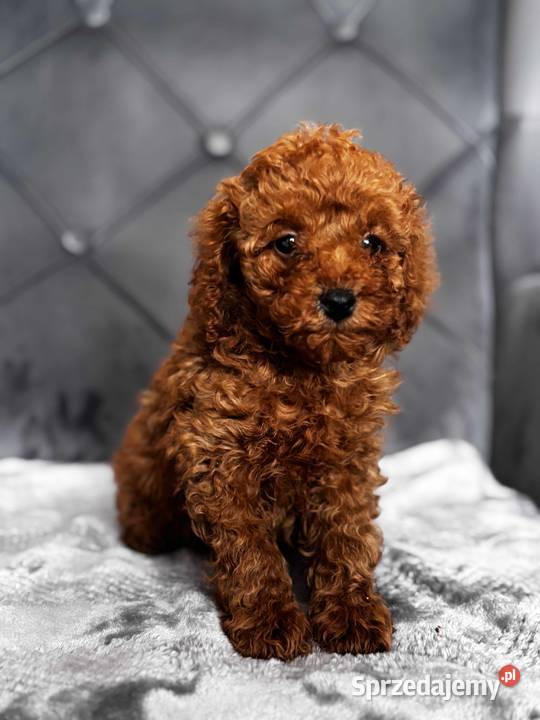 Pudel toy Kielce