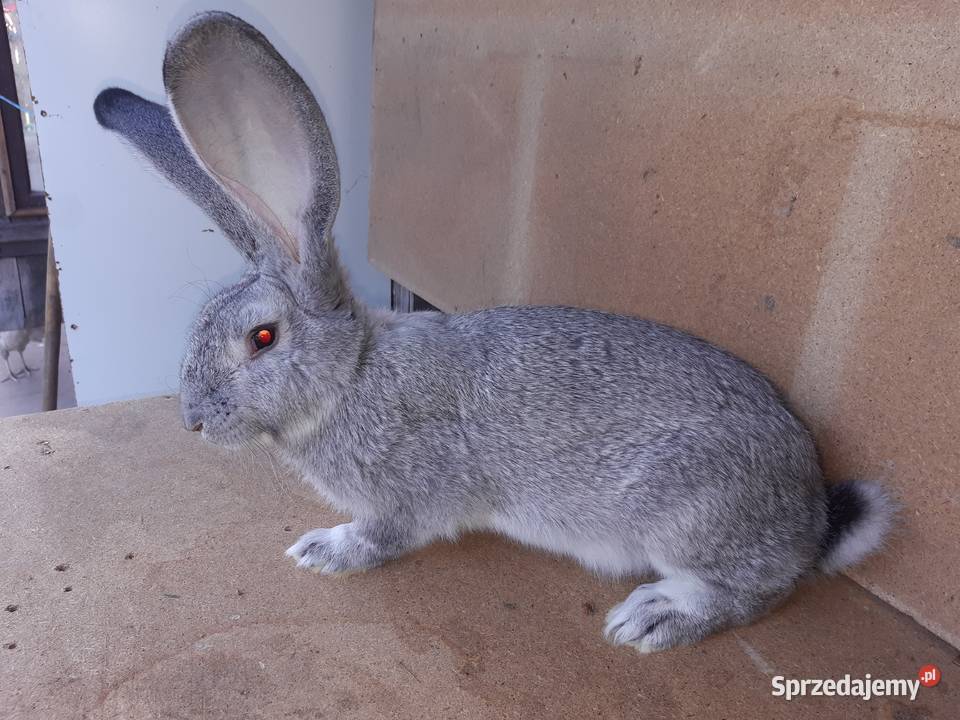 króliki termondzkie i belgijskie