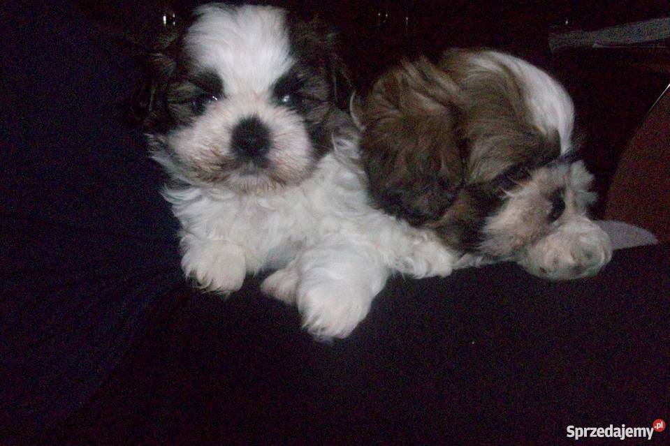 Pieski shihtzu Ełk
