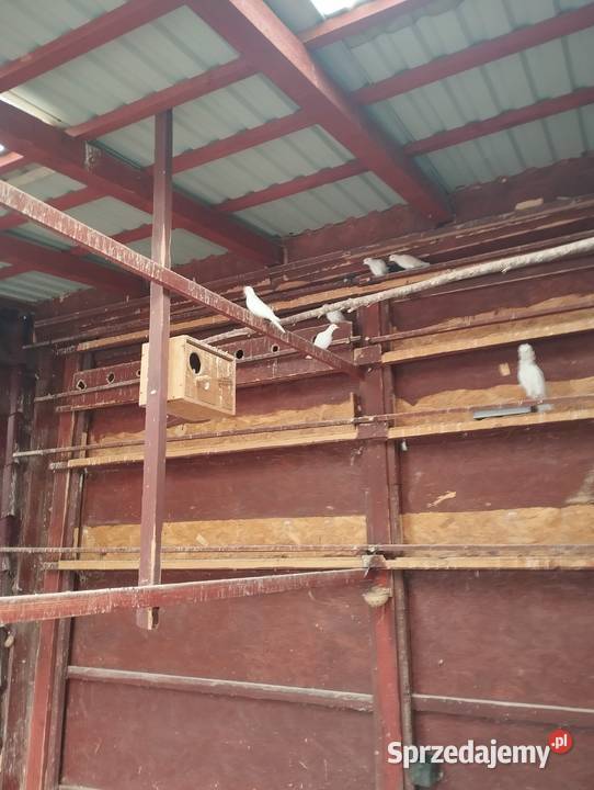 Cukrówki Świebodzice sprzedam