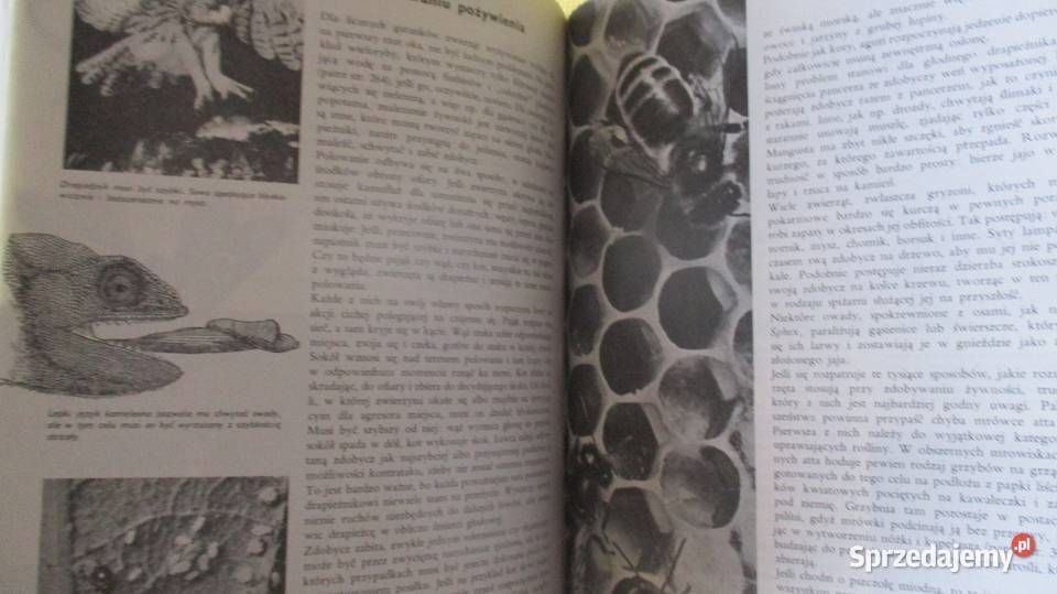 Ziemia Rośliny Zwierzęta LarousseNasza przyroda Łódź sprzedam
