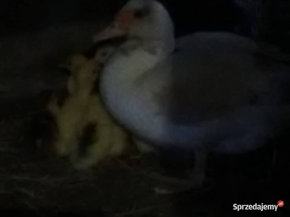 sprzedam małe kaczuszki francuskie 15zl Tomaszów sprzedam