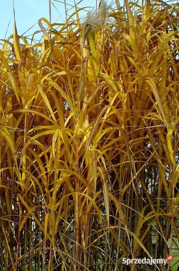 Miskant olbrzymi duża sadzonka XXL karpy Pszczyna