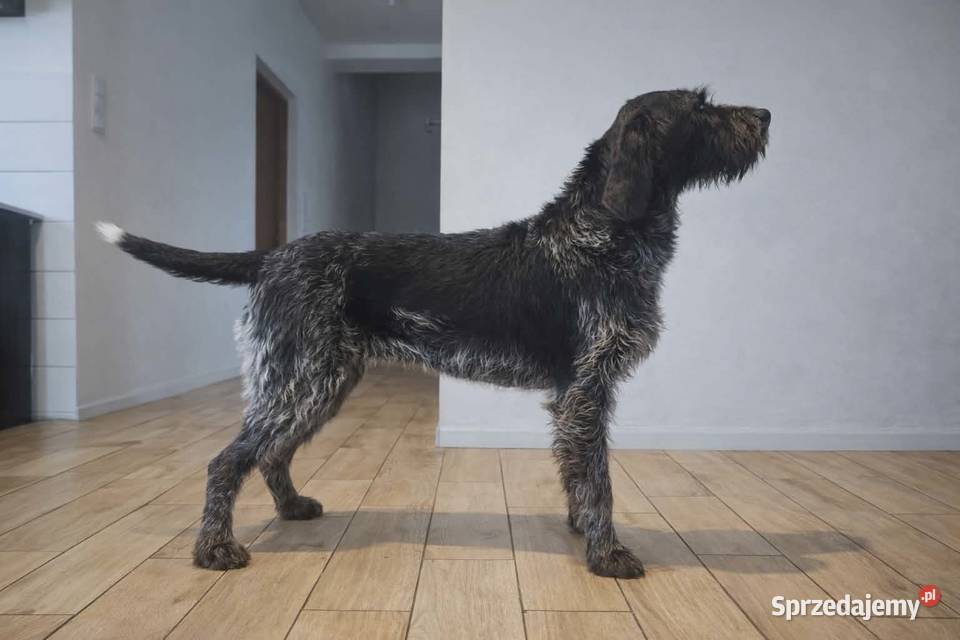 Wyżeł niemiecki szorstkowłosy suka warmińsko-mazurskie Święta Lipka