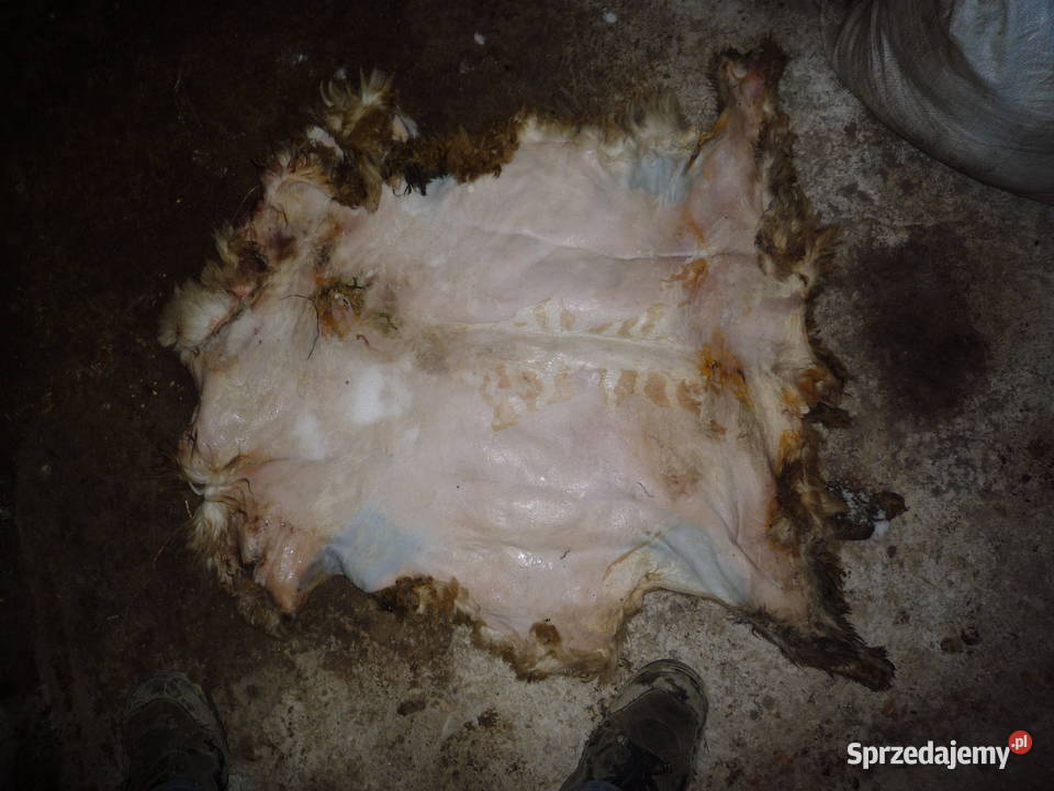 Skóry owcze krowie cielęce surowe