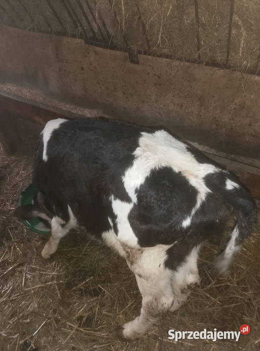 Byczek do dalszego chowu Mzurowa