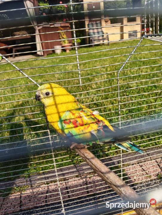 Świergoty para lęgowa piękne kolory Brzeziny sprzedam