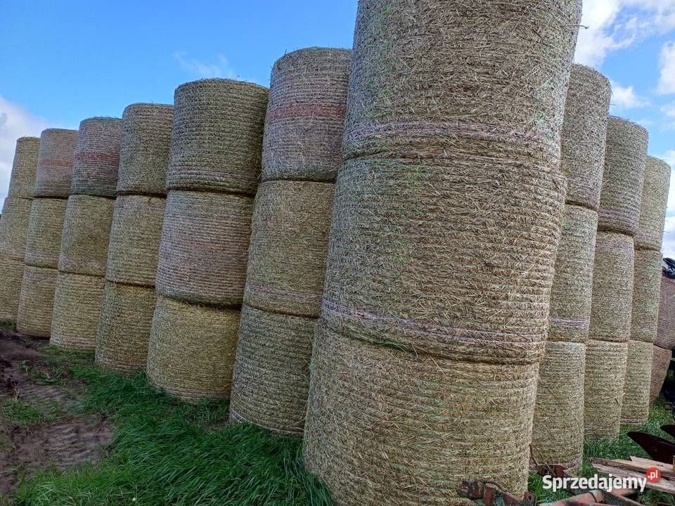 Słoma z żyta pszężyta duże okrągłe snopki 150 wielkopolskie Wągrowiec