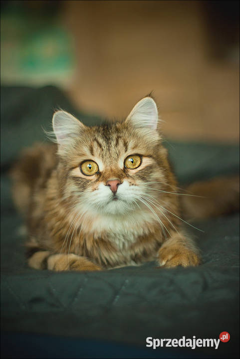 Voulezvous ahha czy chcesz Opole