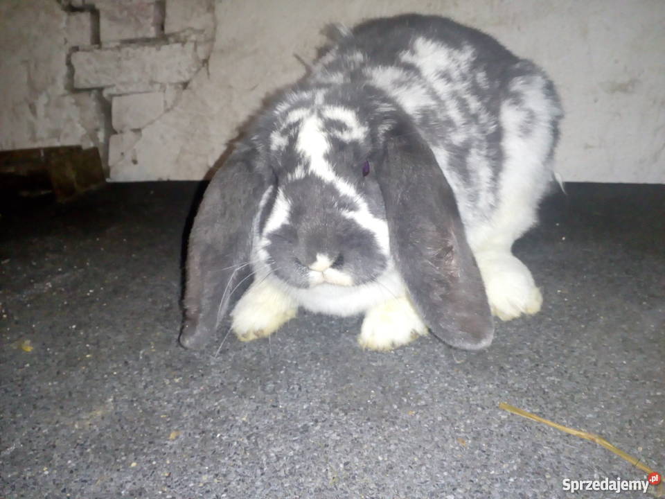 Samica Barana francuskiego Niebieskiego pomorskie Bytów