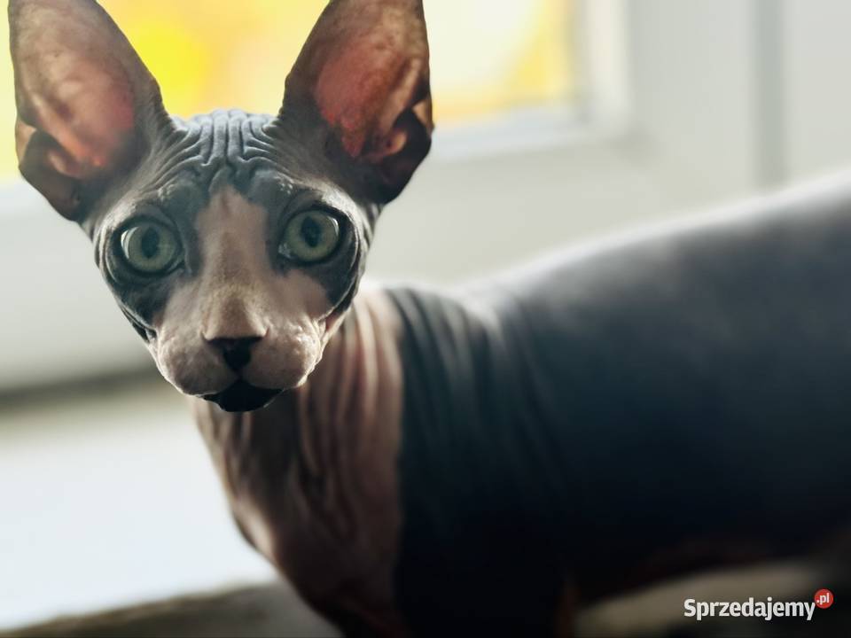 Sfinks kanadyjski Grodzisk Mazowiecki