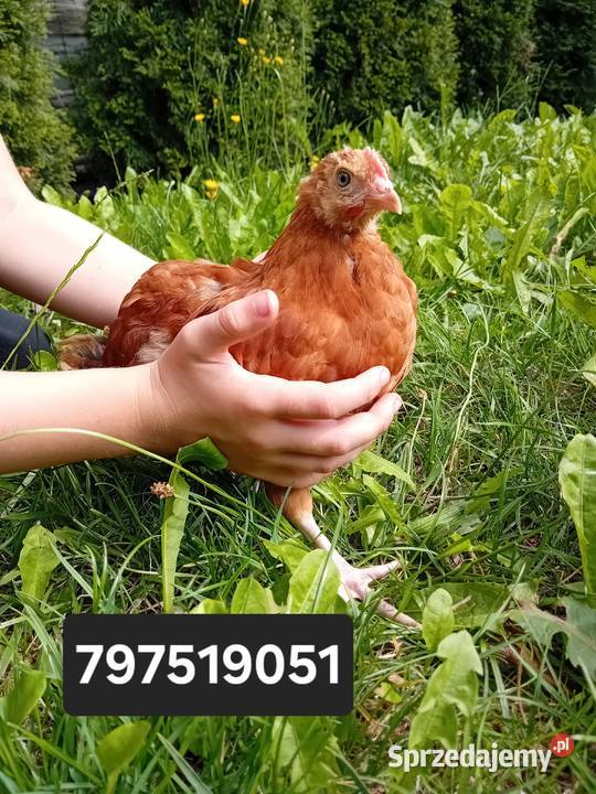 Kura kury Rosy naturalne ekologiczne 12 tygodni Tarnowskie Góry