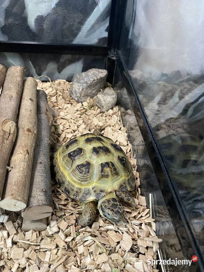 Źółw stepowy Lesznowola