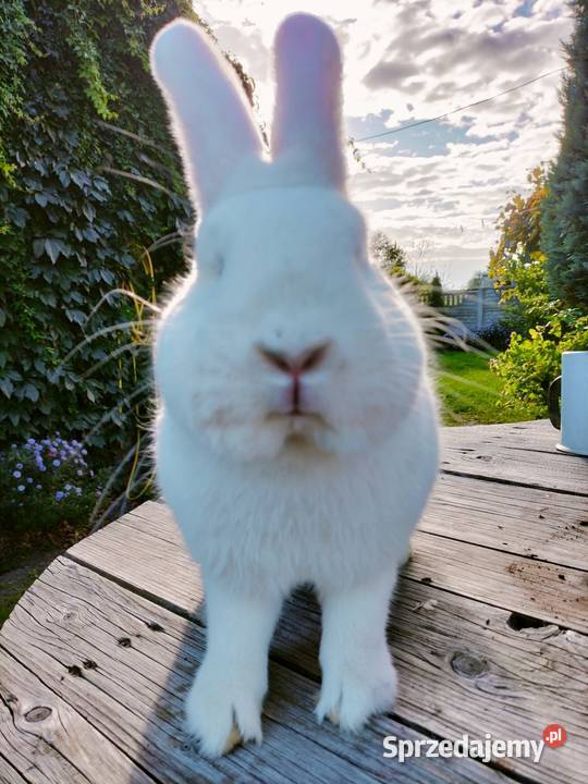 Wiedeński biały samiec Wb Poddębice