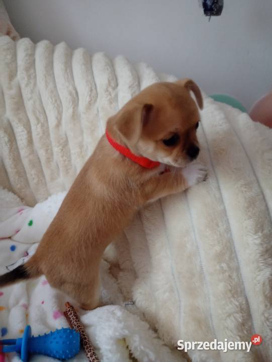 Chihuahua suczka wielkopolskie Konin sprzedam