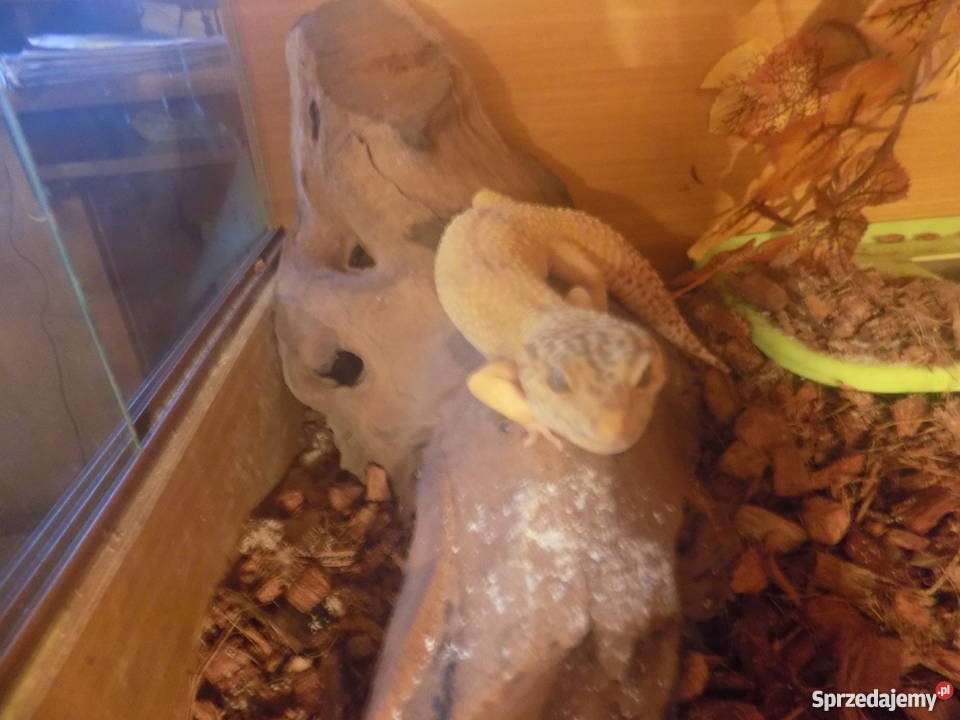 Gekon lamparciterrarium
