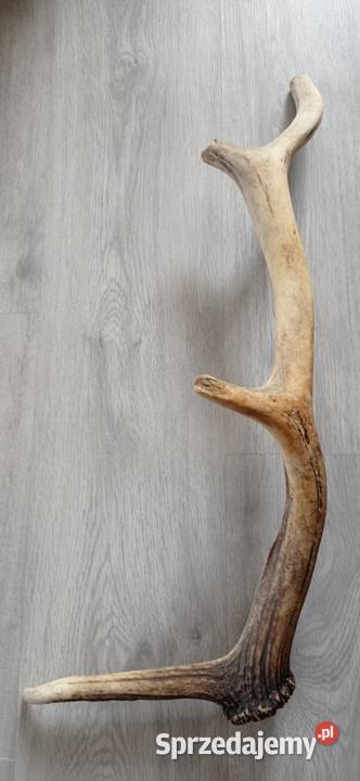 Zrzut poroża jelenia Krotoszyn