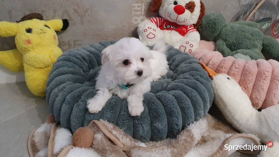 Sunia gotowa do odbioru