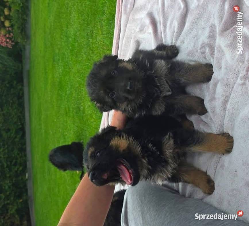 Owczarek Niemiecki szczenieta rodowod FCI