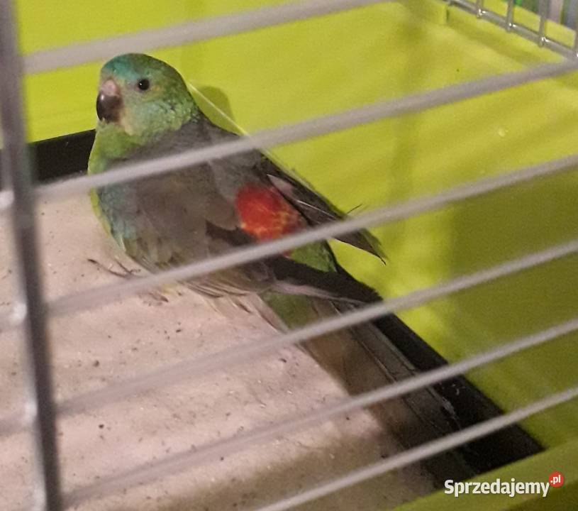 Papuga Świergotka Seledynowa Samiec
