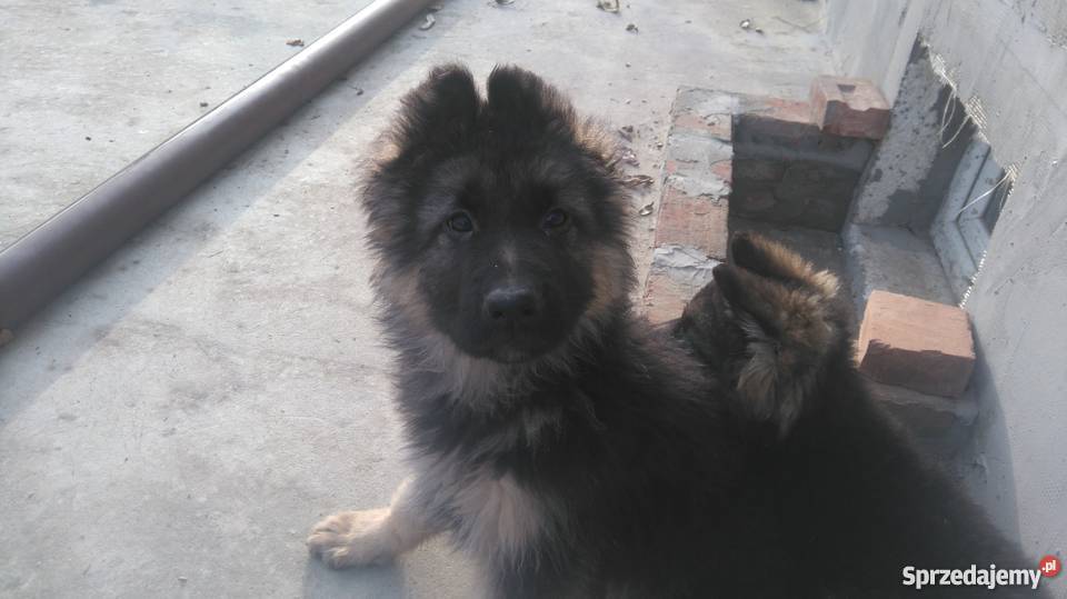 szczeniaki wilk długowłosy Struża sprzedam