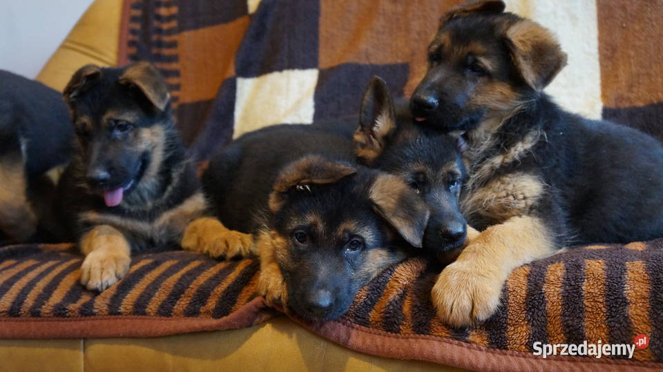 OWCZAREK NIEMIECKI SZCZENIĘTA kujawsko-pomorskie Bydgoszcz