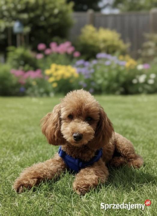 Maltipoo Chłopiec sprzedam