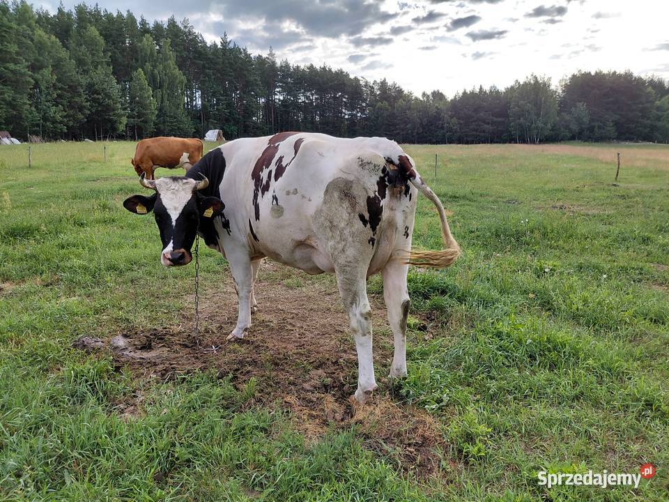 sprzedam jałówkę wycieloną Kolno
