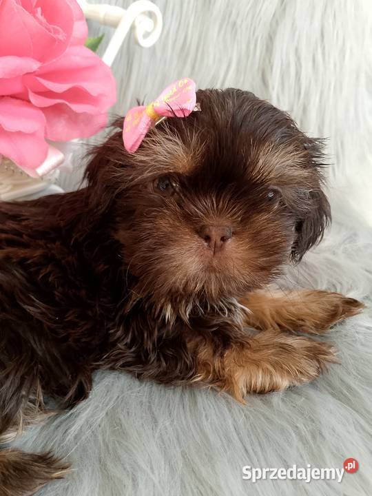 Gotowa do odbioru czekolada suczka rasy ShihTzu Kluczbork