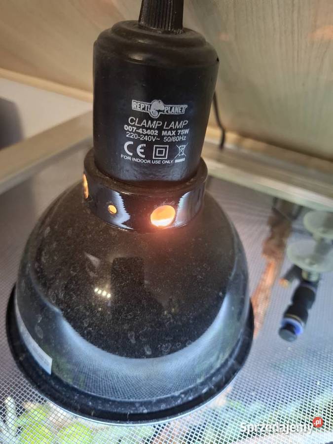 OKAZJA Kameleon z Terrarium zestaw Malanów