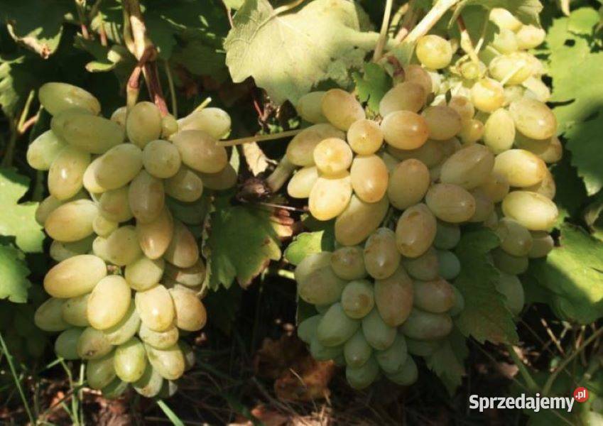 Winogrono deserowe Timur Sadzonki winorośli sprzedam