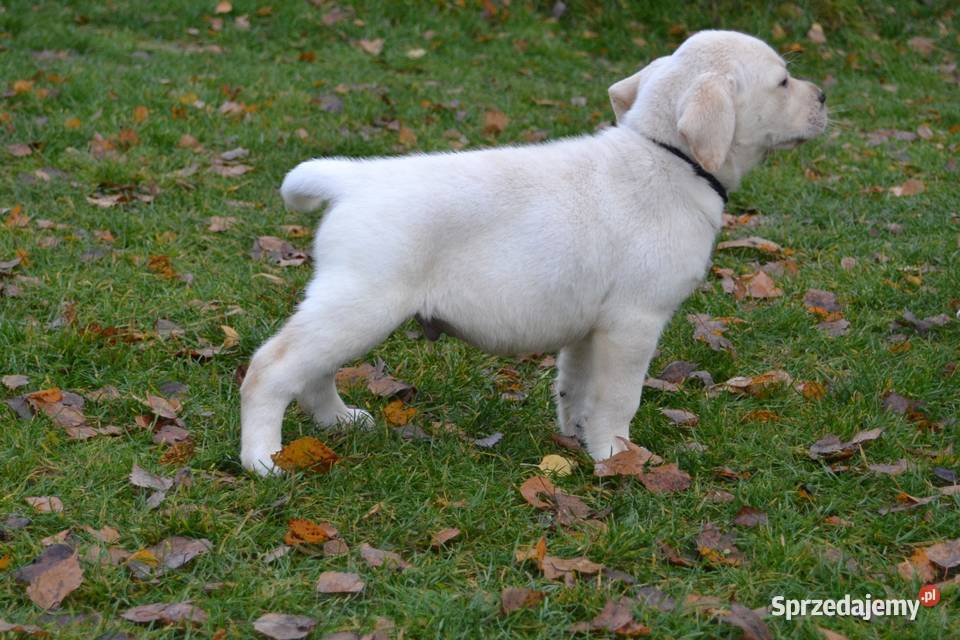 Labrador Retriever biszkoptowe Badania Żelechlinek sprzedam