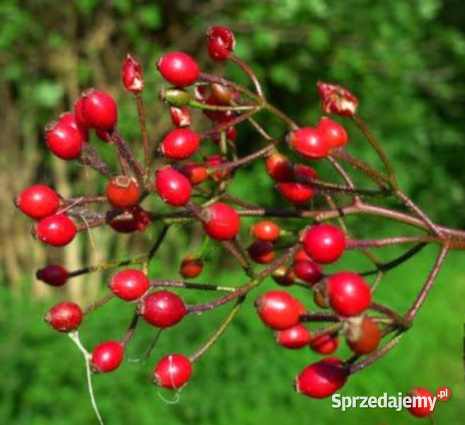 RÓŻA WIELOKWIATOWA Rosa multiflora NASIONA 2000 Lubanie