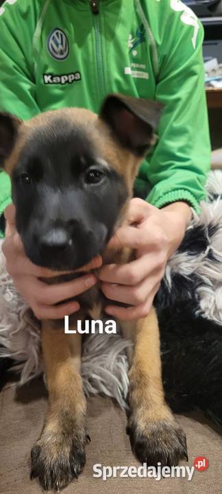 owczarki belgijskie Pruszków