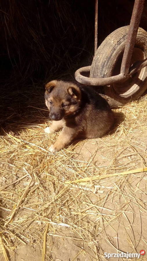 Szczenieta Owczarek Niemiecki lubelskie Zamość