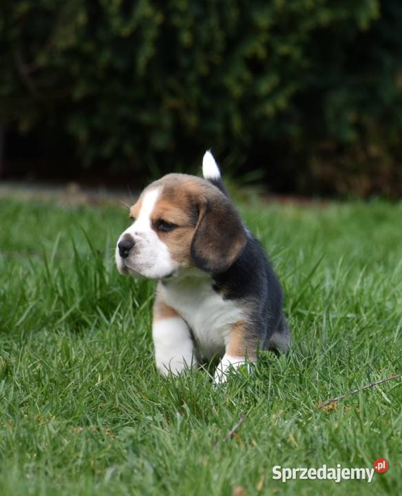 Beagle szczenięta championie Mińsk Mazowiecki sprzedam