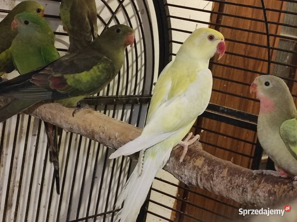 Aleksandretta obrożna cremino samica Rębków