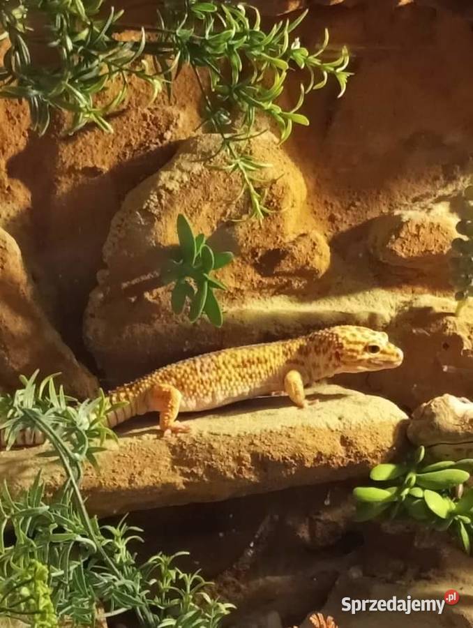 Gekon Lamparci Wałbrzych