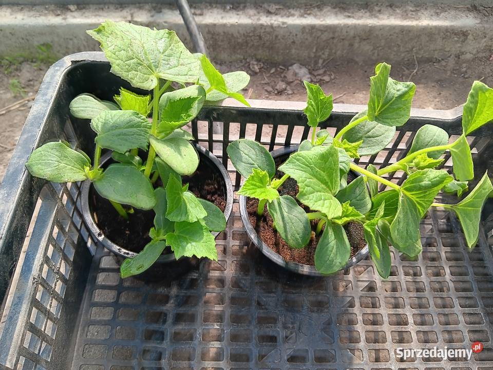 Sadzonki pomidora malinowego Lubartów sprzedam