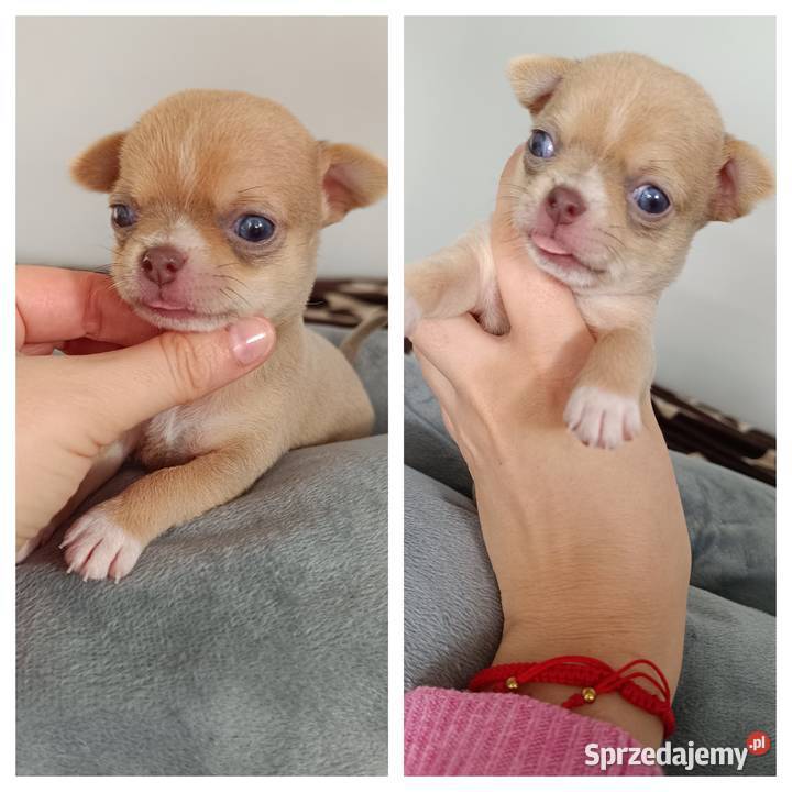Suczka Chihuahua krótkowłosa liliowa rodowód łódzkie Bełchatów